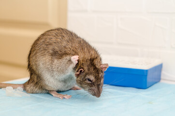 Gray rat at veterinarian doctor appointment with test tubes. Washing rat, inspection of blood