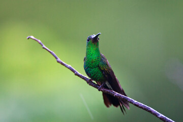 Buffons Pluimkolibrie, White-vented Plumeleteer, Chalybura buffonii aeneicauda