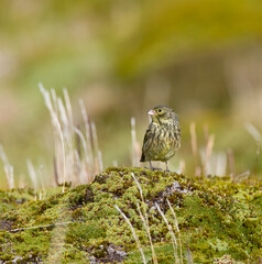 Geelteugelgors, Yellow-bridled Finch, Melanodera xanthogramma