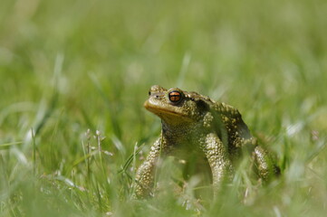 frog in the pond
