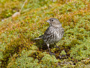 Geelteugelgors, Yellow-bridled Finch, Melanodera xanthogramma