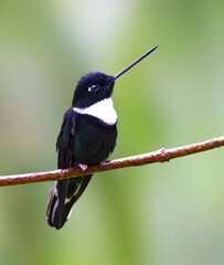 Collared Inca, Coeligena torquata