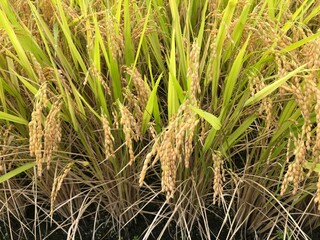 稲穂