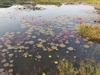 Water pond Lotus flower.By many people, India is perceived as a country of colorful flowers,It is a water plant that can be found in lakes and ponds. It opens its beautiful petals in the morning to we