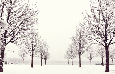 snow covered trees in a white landscape