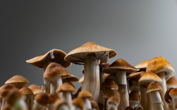cultivation mushrooms
