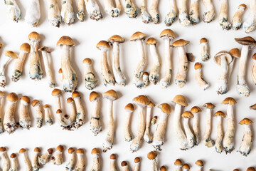 mushrooms background