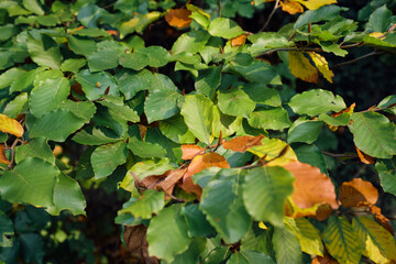 Autumn. Autumn atmosphere. Autumn background. Wallpaper. Sunny day. Forest. 