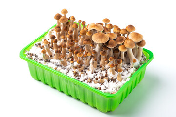 casing grow mushrooms psychedelic magic shrooms