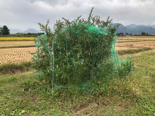 ブルーベリーの木