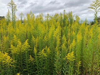 セイタカアワダチソウ