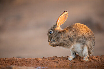 European rabbit (Oryctolagus cuniculus)