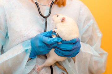 Female doctor veterinarian with white rat, in protective suit listens to rat heart with stethoscope on yellow background