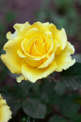 yellow rose in garden