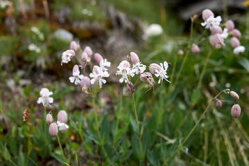 Silene vulgaris