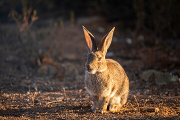 European rabbit (Oryctolagus cuniculus)