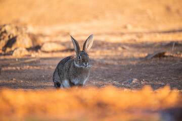European rabbit (Oryctolagus cuniculus)