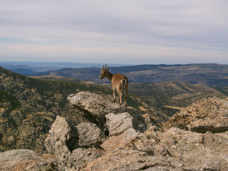 A mountain goat in the Sierra de Gredos. Avila. Castile and Leon. Spain