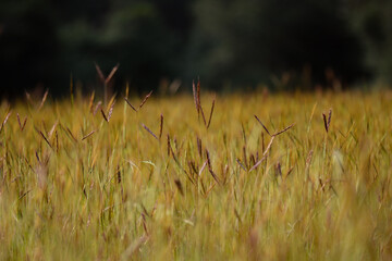 golden wheat field