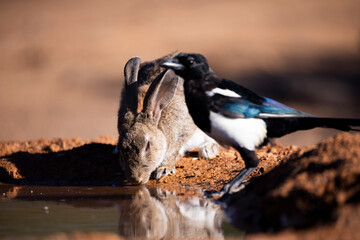 European rabbit (Oryctolagus cuniculus)