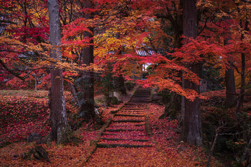 京都府 龍穏寺 紅葉