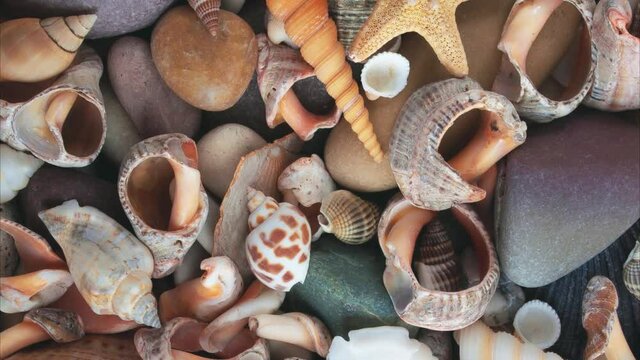 Rotating stones, starfish, shells. View from above.