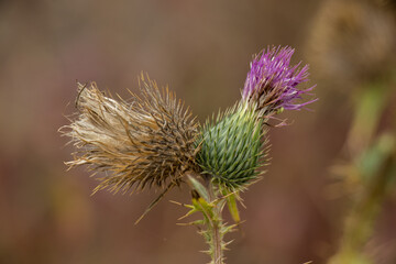 Thistle flower: flowering and withered.