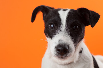 Portrait of cute black and white jack russell wagging her tail and looking at camera. Studio photo on orange background.