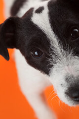 Close up of cute black and white jack russell wagging her tail and looking at camera. Studio photo on orange background.