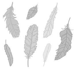 Feather on isolated white. Hand drawn feathers on isolation background. Line art. Black and white illustration
