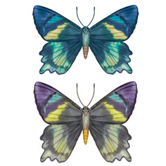 Fototapeta na wymiar Two colorful butterflies. Watercolor butterflies multicolored. For design, print, postcards.