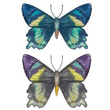 Two colorful butterflies. Watercolor butterflies multicolored. For design, print, postcards.