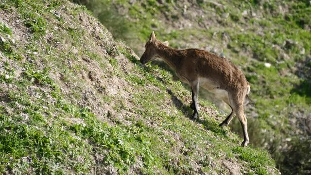 Young spanish ibex goat eating grass in mountains, Spain. Wildlife animals.