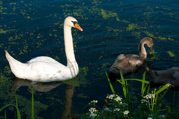 pair of swans with little swans