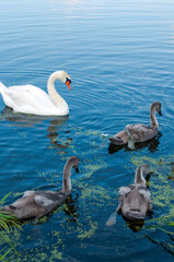 pair of swans with little swans