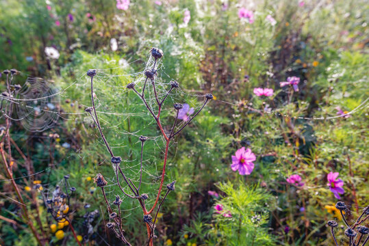 Atmospheric and colorful closeup of an autumn garden with dewy cobwebs. The photo was taken early in the morning of the Dutch fall season.