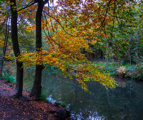 Fototapeta na wymiar Colorful autumn scene in the forest 