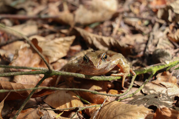 Common frog (Rana temporaria ), European common brown frog, European grass frog . looking at the camera