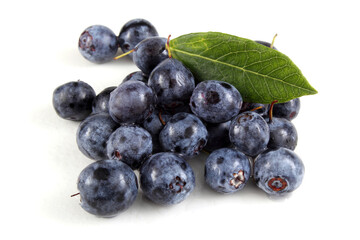 Northern blueberry and leaf