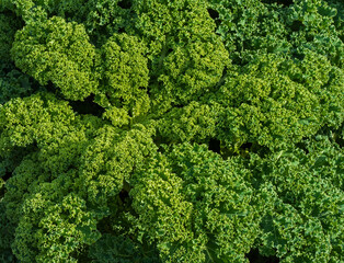 Naklejka premium Close up of curly kale plant (Brassica oleracea) 
