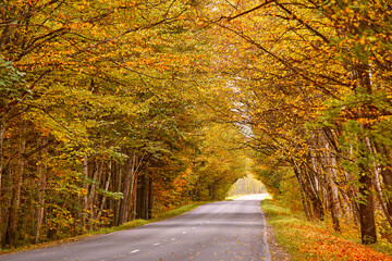 Fototapeta premium Asphalt road in autumn lane with alder trees tunnel. Beautiful nature landscape. Fall season. Rows of trees lining long empty path.