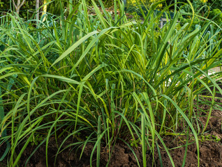 Close up of Lemongrass growing (Cymbopogon citratus)
