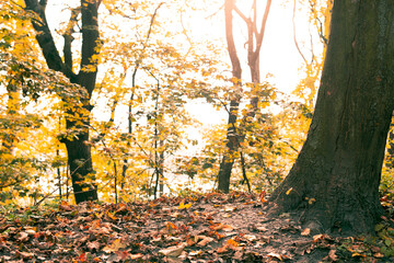 Autumn in the forest. Yellow maple leaves on the ground. Soft light. Morning time in the forest