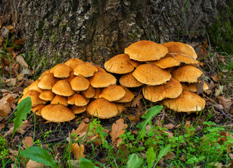 Close up of Laughing Gym fungi (Gymnopilus junonius)
