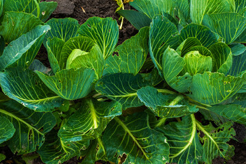 Close up of a headed cabbage plant (Brassica oleracea)
