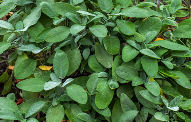 Fototapeta premium Close up of sage growing (Salvia officinalis) 