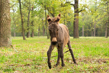 Donkey outdoors in nature. Portrait of a donkey