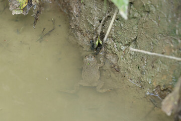 Common toad closeup masked in the swamp. top view