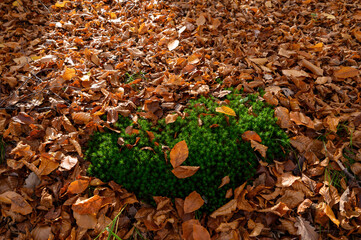 Colorful autumn in the sunny forest