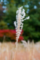 風に揺れるすすきと赤く色づいたもみじ
